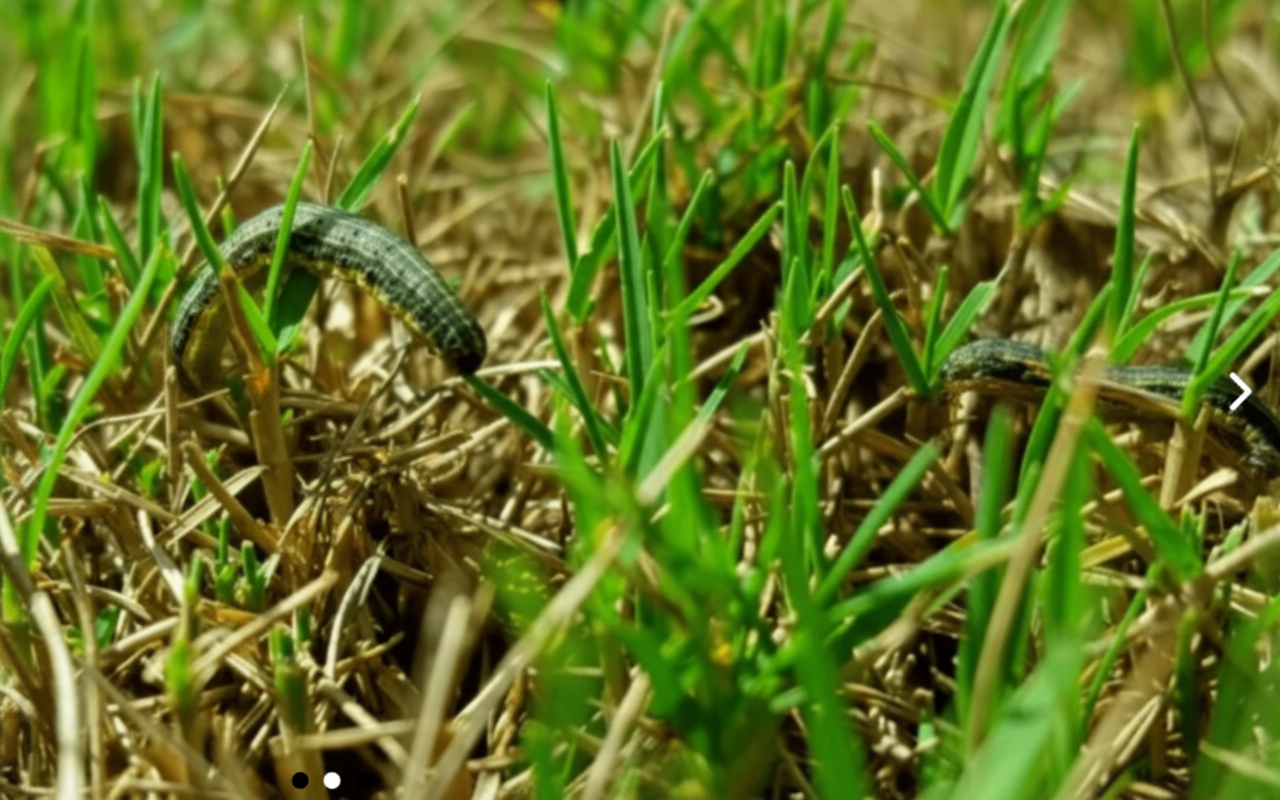 Turf Worms Stop Armyworms Fast - UltraGreen Professional Lawn Treatment